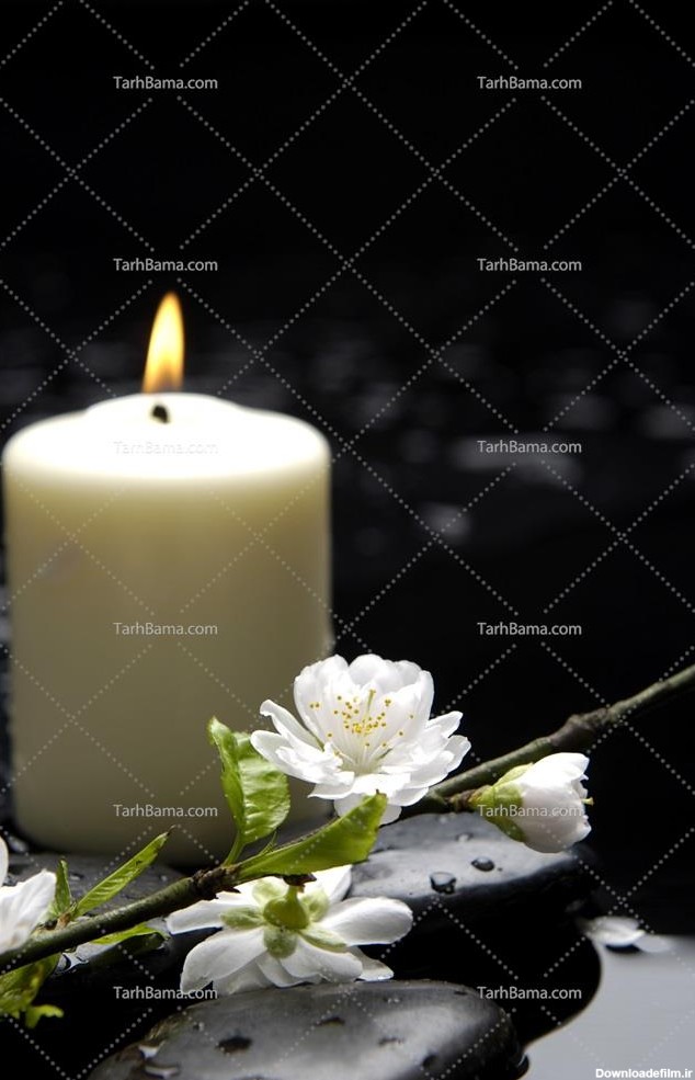 تصویر با کیفیت شمع بزرگ سفید در کنار شکوفه سفید