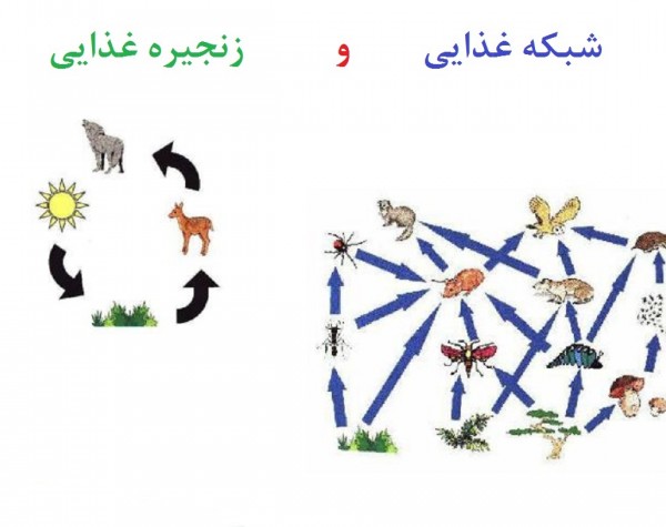 عکس زنجیره غذایی حیوانات کلاس چهارم