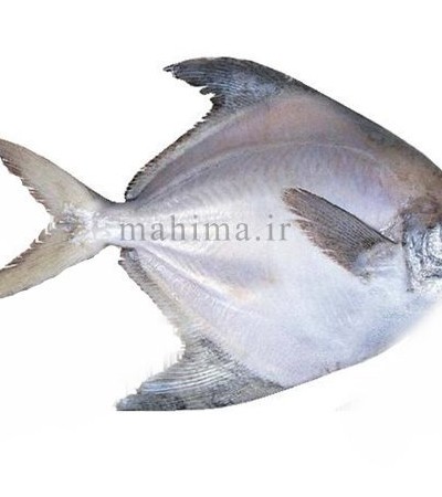 ماهی حلوا سفید - ماهیما