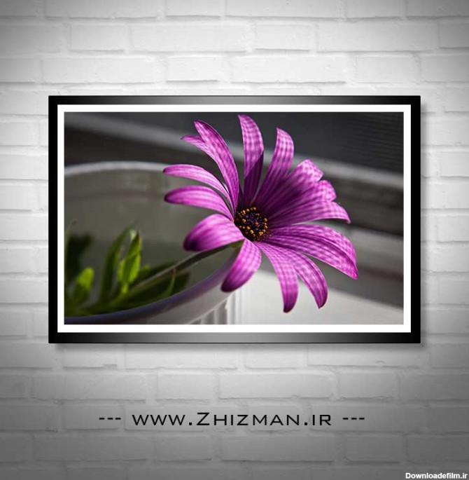 عکس گل بنفش با کیفیت HD - خدمات طراحی و چاپ ژیزمان | zhizman.ir