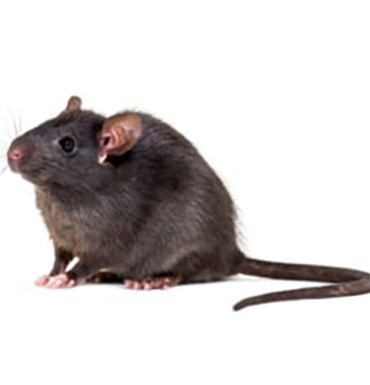 شناسایی و حذف موش سقفی - شرکت سمپاشی پاکیا