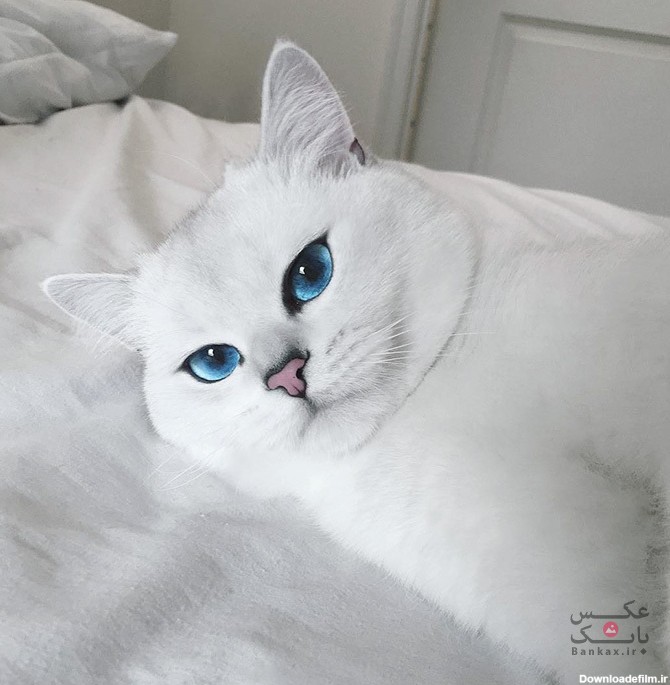 گربه ای با زیباترین چشم های جهان