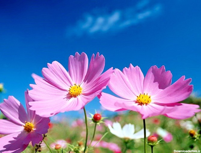 Image result for ?تصویر گل زیبا و دلنشین?‎