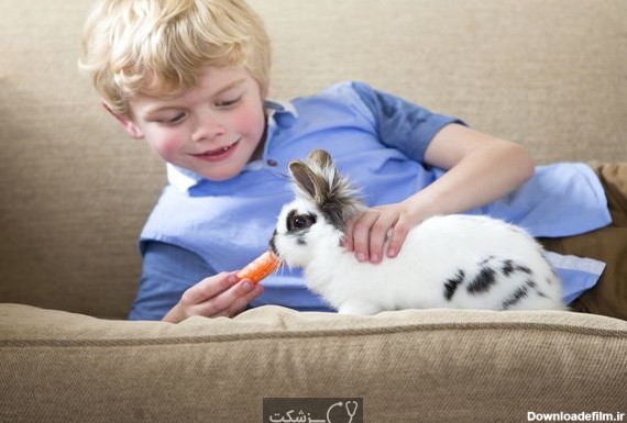 شایع ترین بیماری های خرگوش 1 | پزشکت