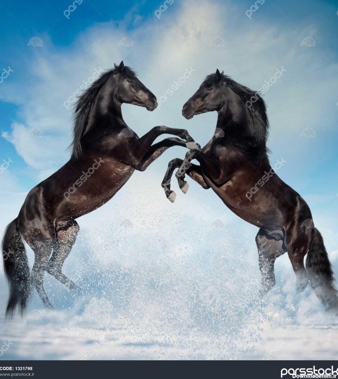 دو اسب پرورش یافته سیاه رنگ در پس زمینه زمستان 1321798