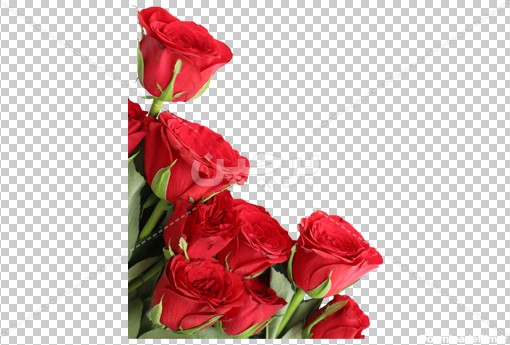 عکس png یک دسته گل رز قرمز | بُرچین – تصاویر دوربری شده ...