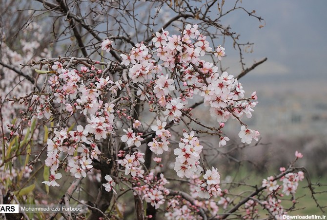 شکوفه های بهاری درخت بادام | خبرگزاری فارس