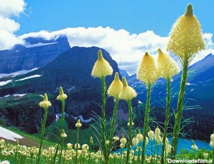 زیباترین گل های طبیعی دنیا