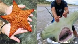ستاره دریایی / چکش ماهی /آبزیان عجیبی که کمتر دیده اید