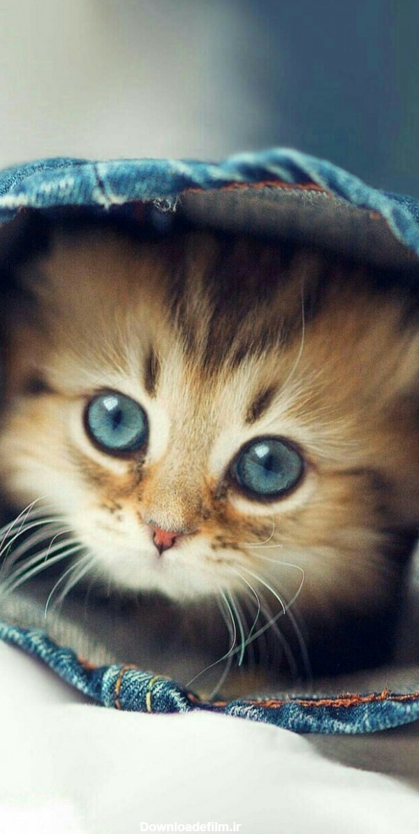 عکس گربه ی چشم آبی - عکس ویسگون