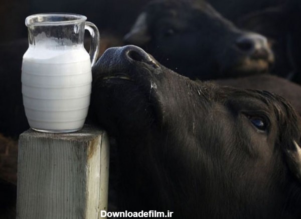 ۱۰خاصیت باور نکردنی شیر گاومیش و تفاوت آن با شیر گاو