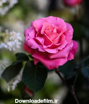 عکس طبیعت و گل های رز محمدی صورتی رنگ