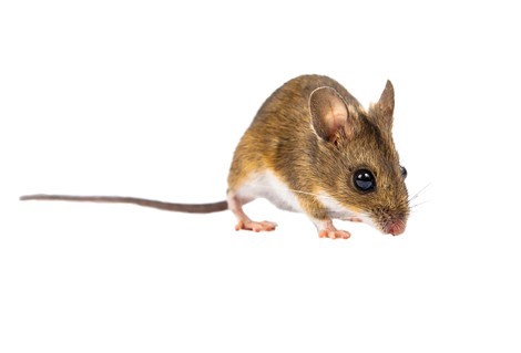 شرکت سمپاشی نگین دشت - شناسایی و کنترل موش آهویی - سمپاشی نگین دشت