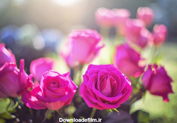 جدیدترین عکس گلهای رز صورتی roses pink light