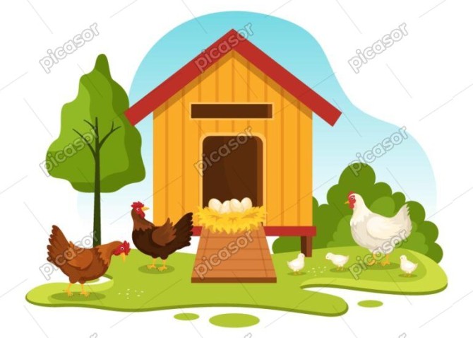 وکتور لانه مرغ و خروس و جوجه در روستا - وکتور تصویرسازی مرغداری دهکده