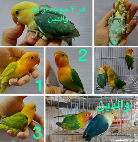 پرندگان برزیلی