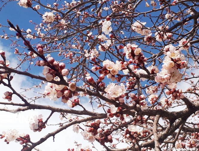 شکوفه‌های بهاری درختان در بروجرد - تابناک | TABNAK
