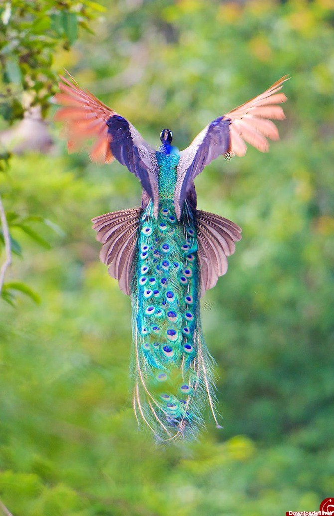 تصاویری زیبا از پرواز طاووسها