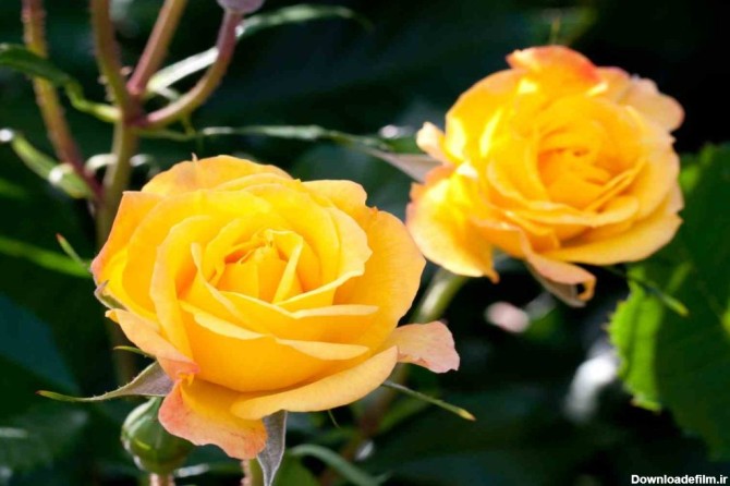 خرید گل رز هلندی زرد + بهترین قیمت - آراد برندینگ