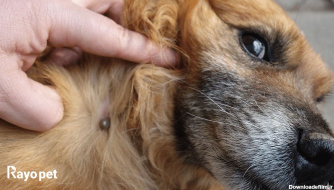 7 روش پیشگیری و درمان کک و کنه در سگ‌ و گربه - رایوپت