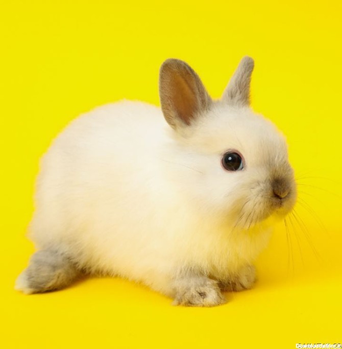 عکس خرگوش های بامزه و خوشگل | عکس خرگوش فانتزی برای پروفایل