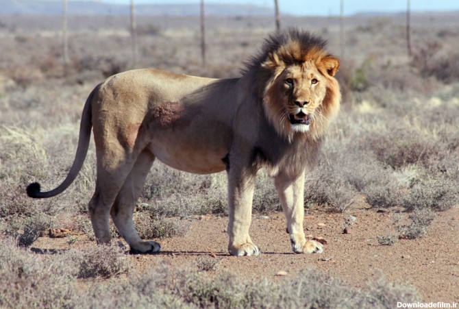 شیر ایرانی حیوانی منقرض شده - از همه چی