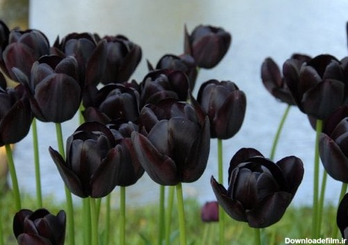 پیاز گل لاله سیاه