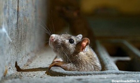 ببینید |‌ جولان موش‌های غول‌پیکر در ساختمان فروریخته متروپل