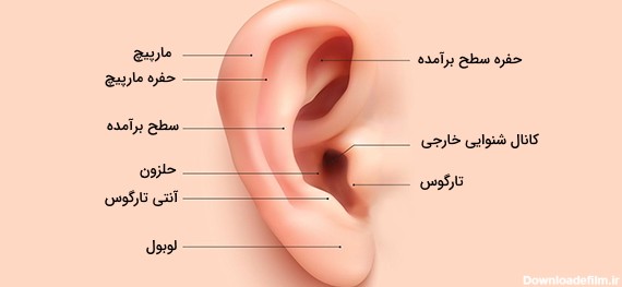 گوش انسان — آناتومی، ساختار، عمکرد و اجزا به زبان ساده ...