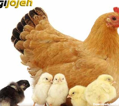 50 واقعیت در مورد مرغ ها