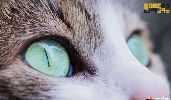 عفونت چشم گربه و راه های درمان آن | پت شاپ یوزاس