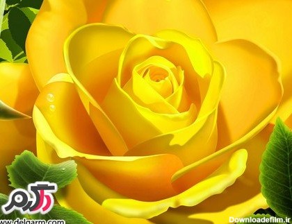عکس گل رز زرد زیبا و خوش رنگ