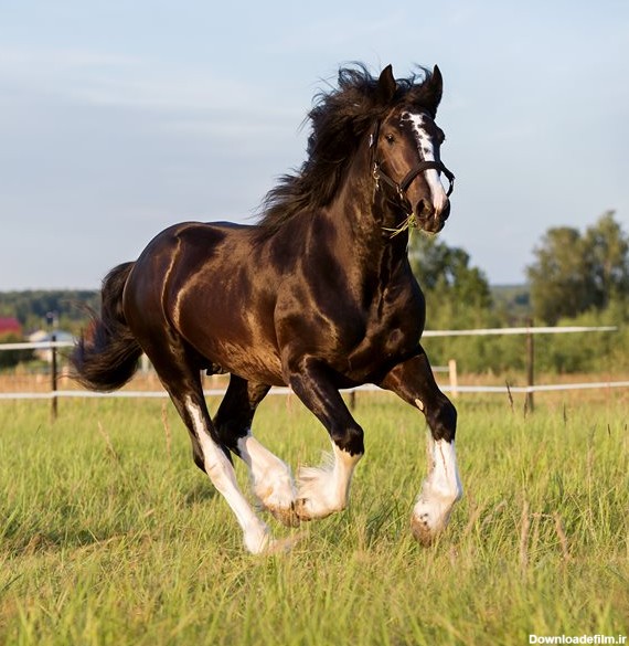 دانلود عکس با کیفیت از اسب سیاه در چمنزار