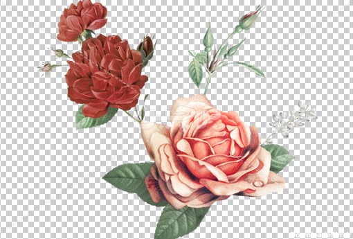 Borchin-ir-lovely rose flowers دانلود عکس چاپی گل رز و گلبرگ۲