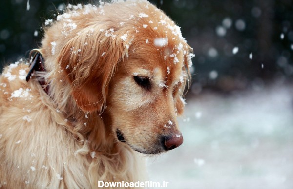 عکس سگ زیر برف زمستانی dog in snow