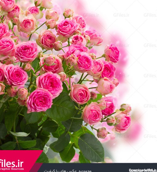 مجموعه دانلود تصاویر گل های زیبا و رنگارنگ (جدید)