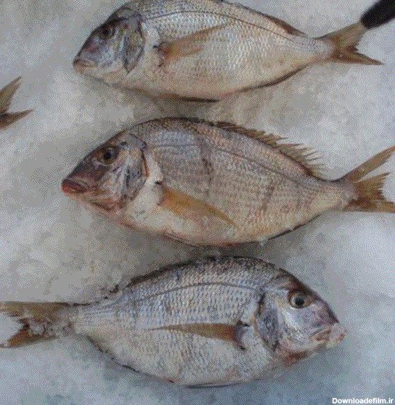 خرید آنلاین ماهی شانک صورتی (کخو) - ماهی مارکت