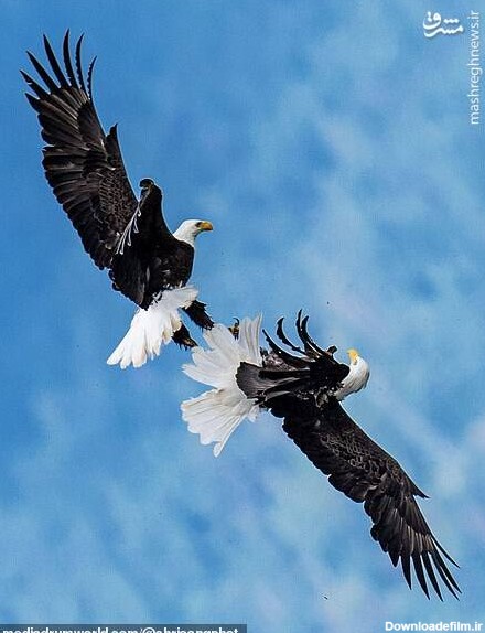 مشرق نیوز - تصاویر دیدنی از جنگ عقاب‌ها در آسمان