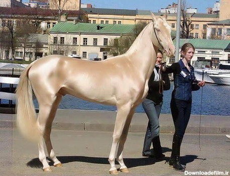 تصاویر دیدنی از زیباترین اسب جهان