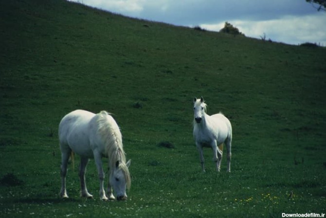 دو اسب سفید زیبا در چمنزار بزرگ| پی‌پی‌تی المنت| ابزارهای ...