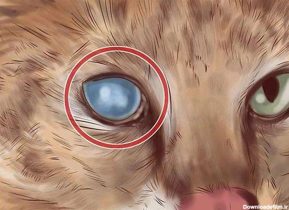 راهنمای کامل تشخیص و درمان مشکلات چشمی گربه | ۱۰ بیماری چشم گربه ...