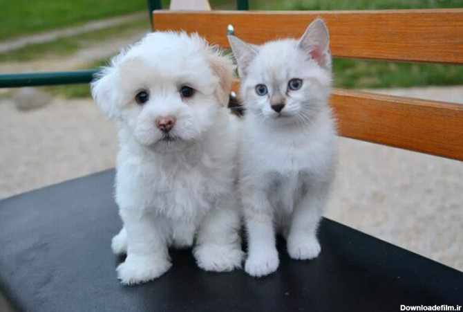 ببینید | ابراز علاقه جالب دو توله سگ به یک گربه خوشگل