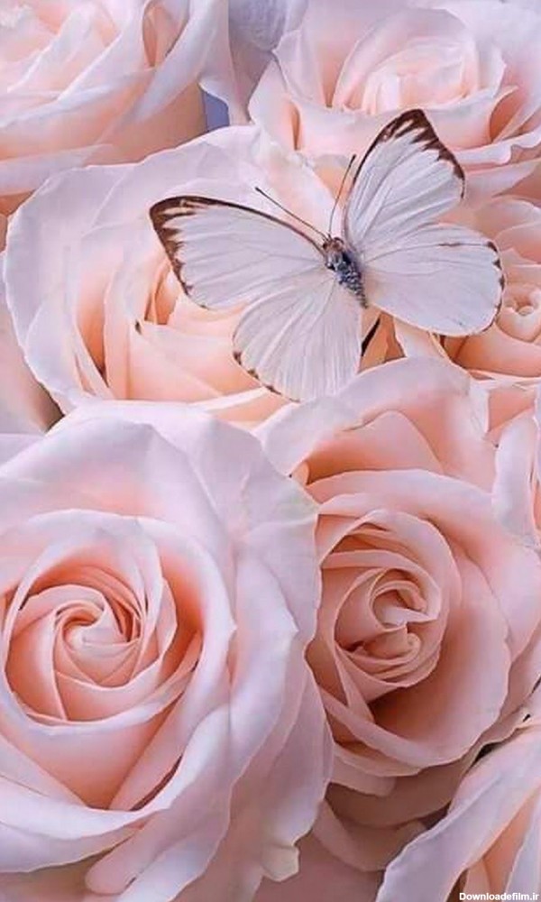 عکس پروفایل گل رز صورتی و پروانه