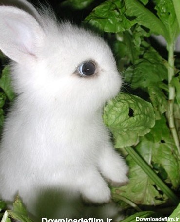 عکس خرگوش واقعی ناز