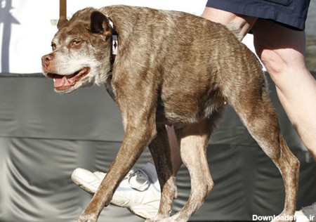مجموعه عکس ترسناک ترین سگ در دنیا (جدید)