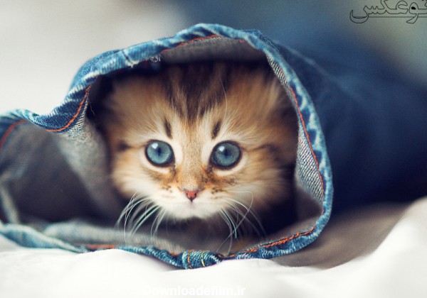 عکس گربه با چشم های آبی