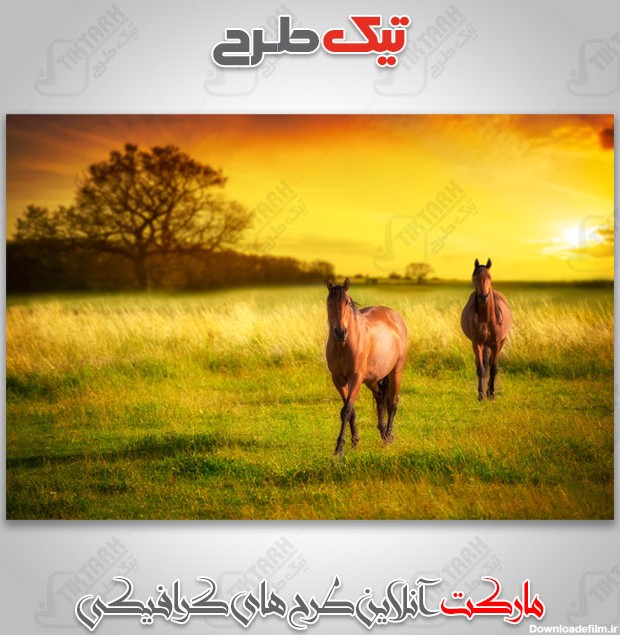عکس با کیفیت اسب در طبیعت | تیک طرح مرجع گرافیک ایران