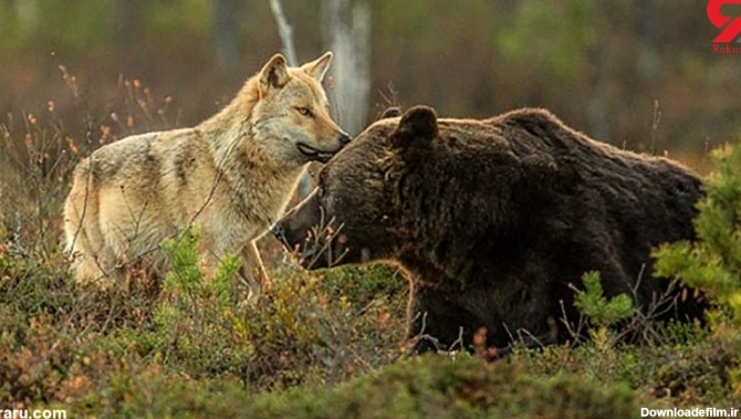 دوستی منحصر بفرد گرگ و خرس + عکس های شوک آور