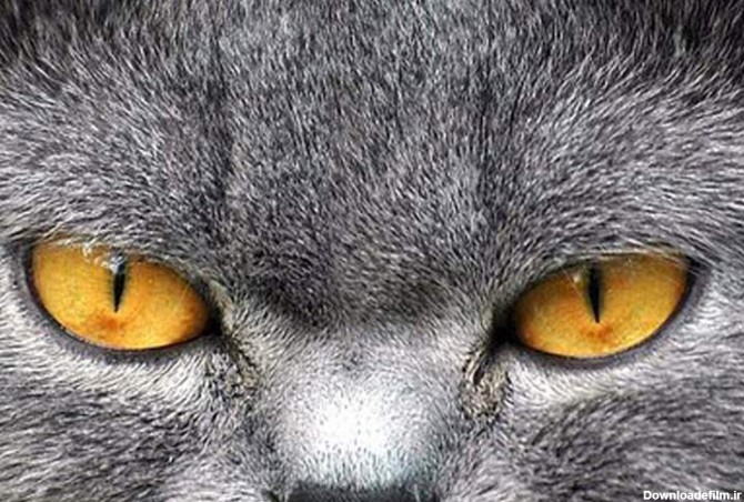 جهان را از درون چشم یک گربه ببینید - زومیت