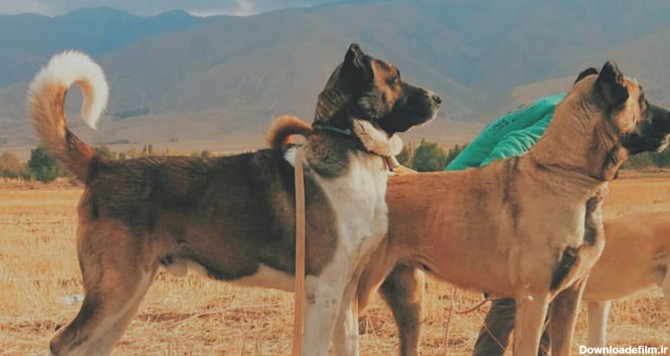 عکس بزرگترین سگ سرابی ایران - سرزمین سگ ها
